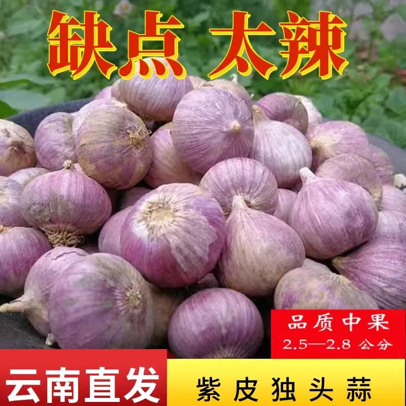 正宗云南紫皮独头蒜独蒜头珍珠蒜紫皮大蒜头红皮干蒜多规格包邮