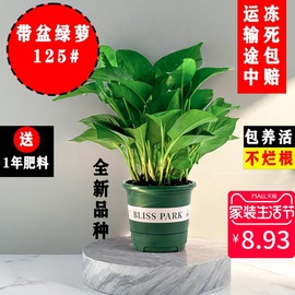 绿萝盆栽室内植物吸甲醛，绿箩长藤大叶新房家用除甲醛绿植水培绿罗