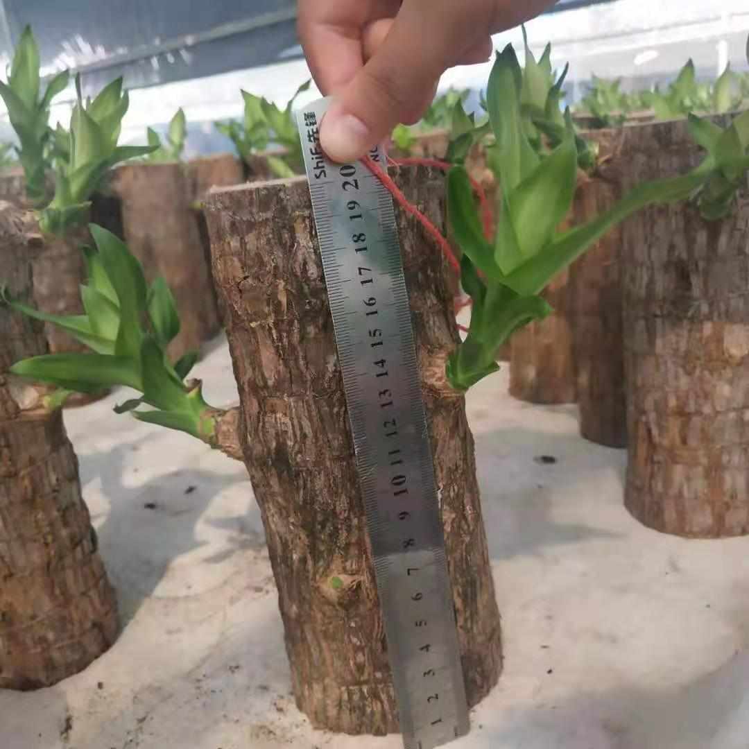 巴西幸运木水培植物办公室内桌面绿植小盆栽懒人水养易活四季至哲