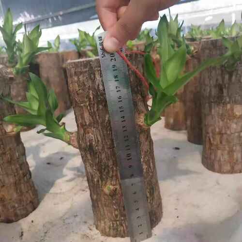 巴西幸运木水培植物办公室内桌面绿植小盆栽懒人水养易活四季至哲