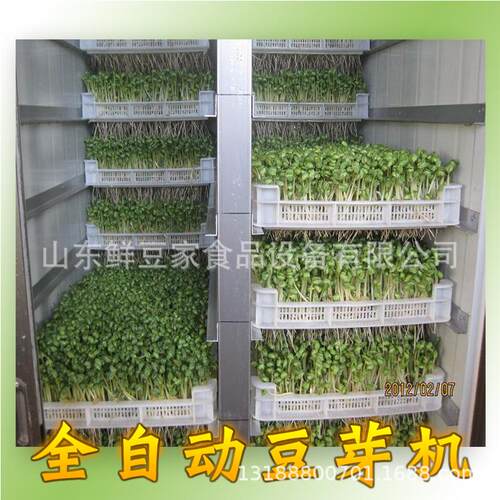全自动豆芽机商用豆芽机大型豆芽机绿色豆芽机厂家直销