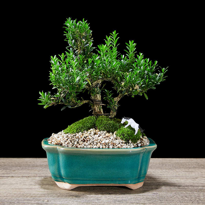 黄杨盆景植物客厅瓜子叶老桩皱皮造型树苗绿植室内桌面好养盆栽