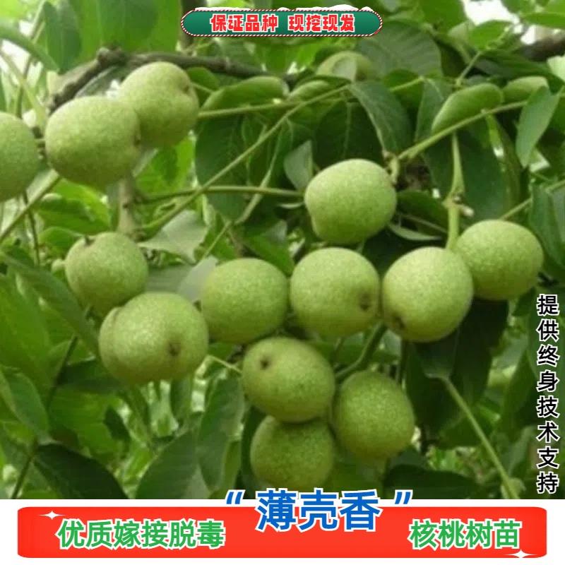 嫁接薄壳香纸皮核桃树苗清香薄皮核桃树果苗南方北方庭院盆栽地栽