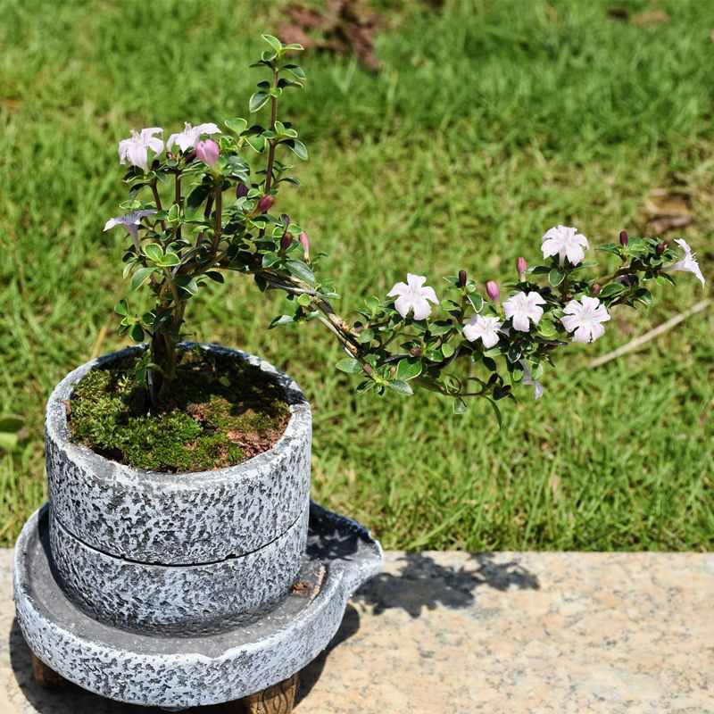 金边悬崖六月雪提根造型盆栽四季常青好养活办公室桌面绿植小弘智