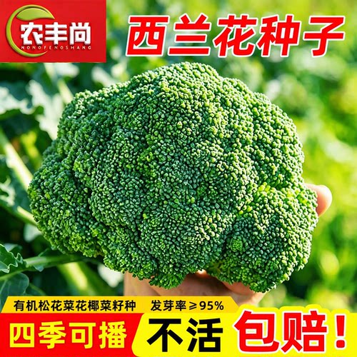西兰花种子阳台庭院盆栽四季种植
