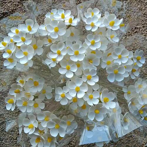 白色紫罗兰装饰文心兰干燥花花束家居客厅装饰摆件小滨菊花瓶