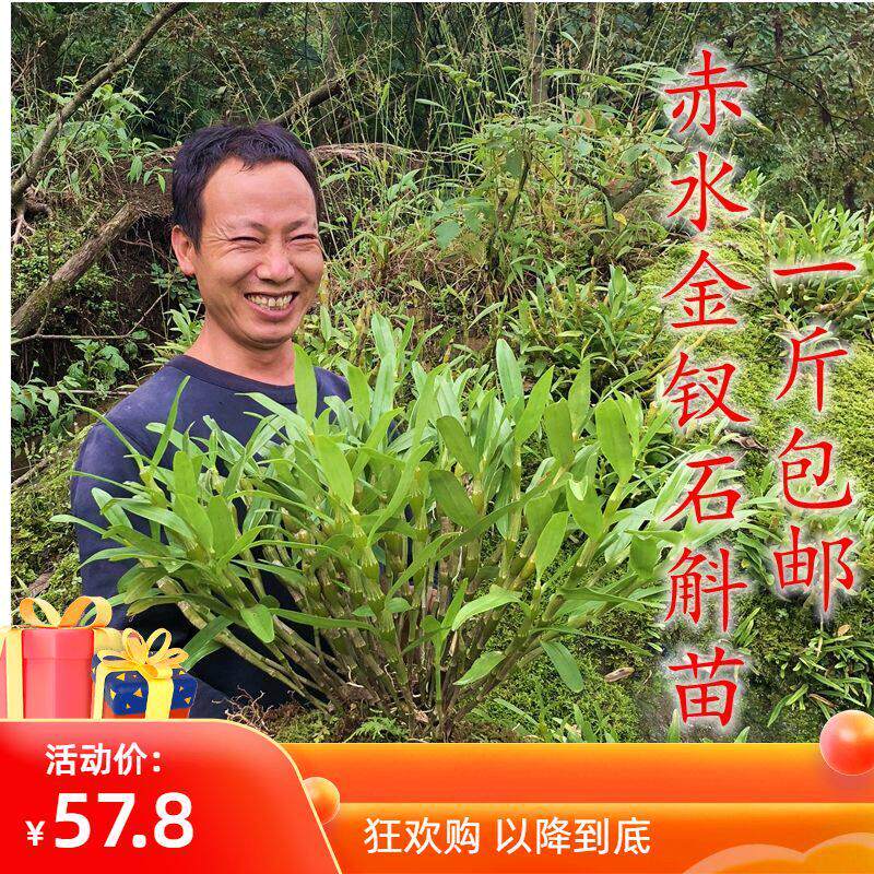 赤水金钗石斛苗 霍山铁皮石斛绿植盆景盆栽兰花可食用