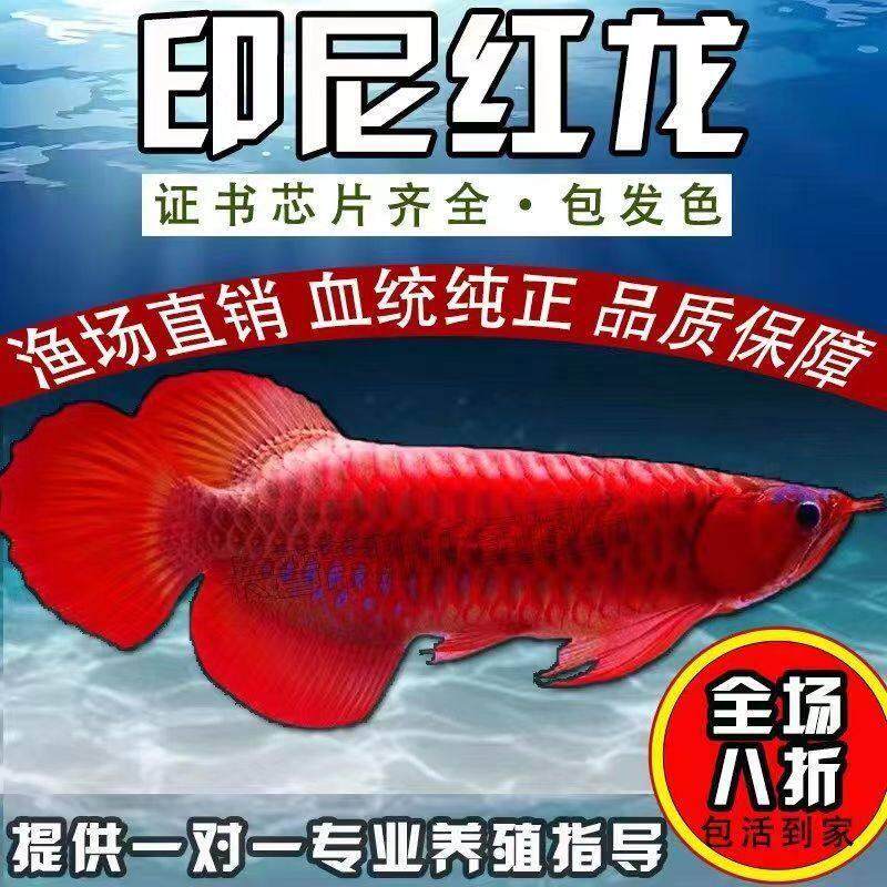 印尼红龙鱼活鱼纯血大湖辣椒红龙鱼金龙鱼幼苗热带鱼观赏鱼风水鱼