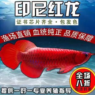 印尼红龙鱼活鱼纯血大湖辣椒红龙鱼金龙鱼幼苗热带鱼观赏鱼风水鱼