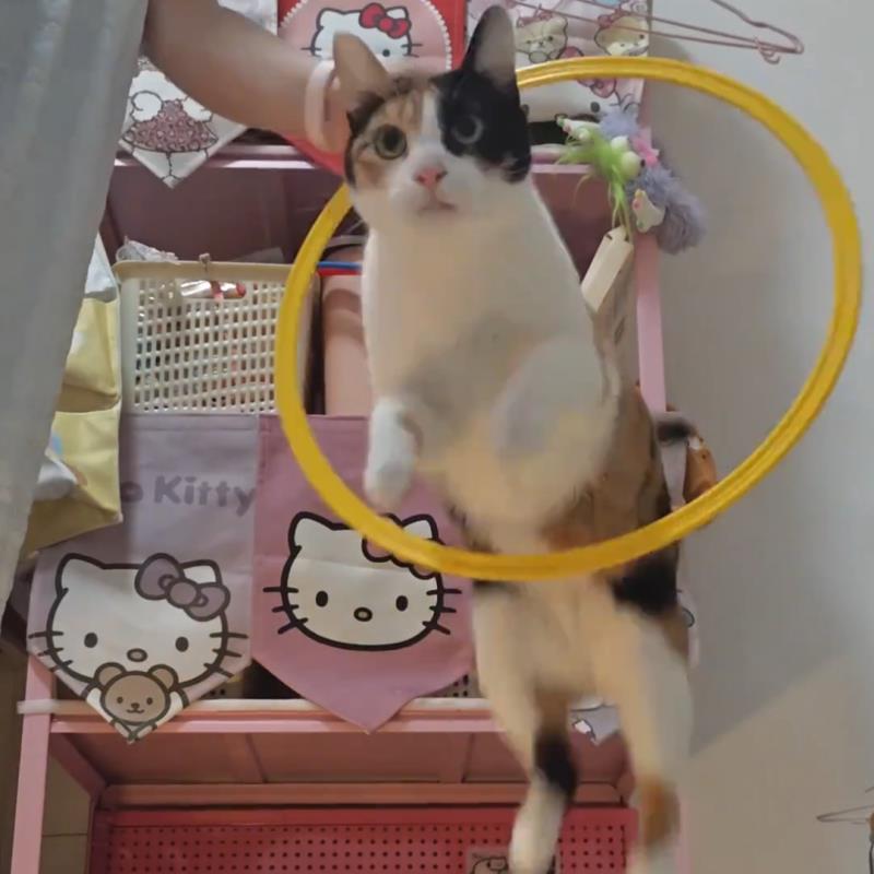 宠物训练敏捷圈体能环训练器材跳圈体能训练圈训练跳格子速度练习