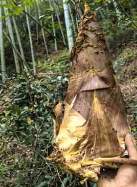 临安毛笋新鲜现挖野生冬笋黄泥笋嫩笋毛竹笋天目山上午挖下午发