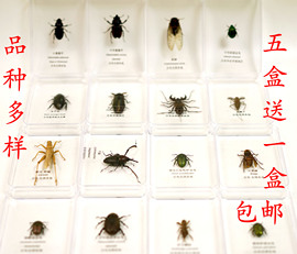 昆虫标本透明盒装天然真蝴蝶幼儿园教学认知礼物蝉天牛金龟蜂蟋蟀