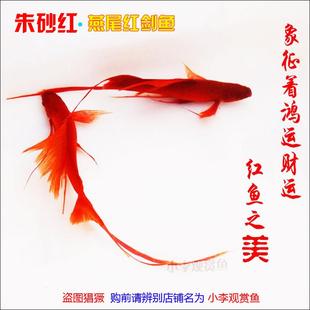 淡水观赏鱼燕尾红剑鱼高鳍高帆长尾红箭鱼孔雀鱼凤尾鱼公母热带鱼