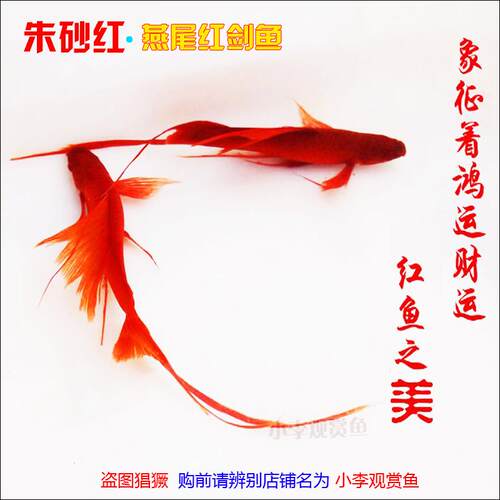 淡水观赏鱼燕尾红剑鱼高鳍高帆长尾红箭鱼孔雀鱼凤尾鱼公母热带鱼
