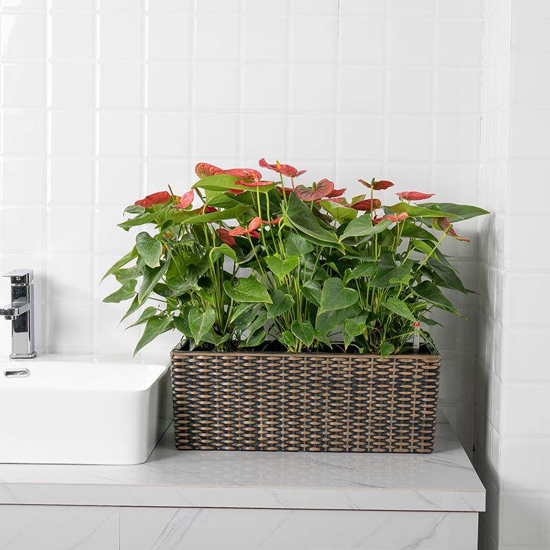 发绿壁挂盆花批水盆懒人蓄美观托盘盆种菜花盆塑料带植盆盆,鲜花速递/花卉仿真/绿植园艺,花盆,淘宝优惠券,粉丝福利购,淘宝优惠卷