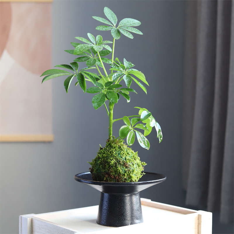 苔藓球水培发财树鹅鸭掌木小盆栽造型办公室内好养易活植物小盆景