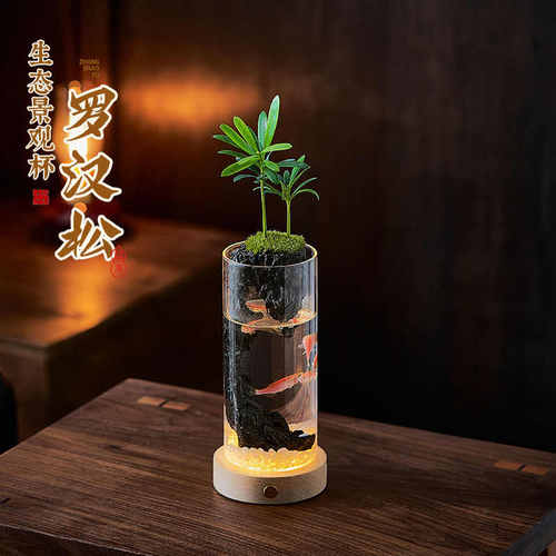 景观创意迷你趣味办公室室内茶几桌面玻璃苔藓好养植物
