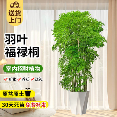 羽叶福禄桐盆栽室内客厅落地大号大型绿植花盆景真树新房乔迁植物