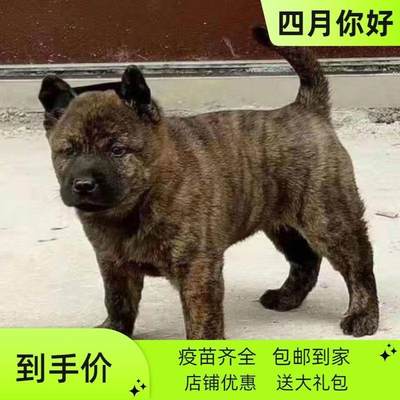 广西土猎犬虎头虎斑狗正宗中