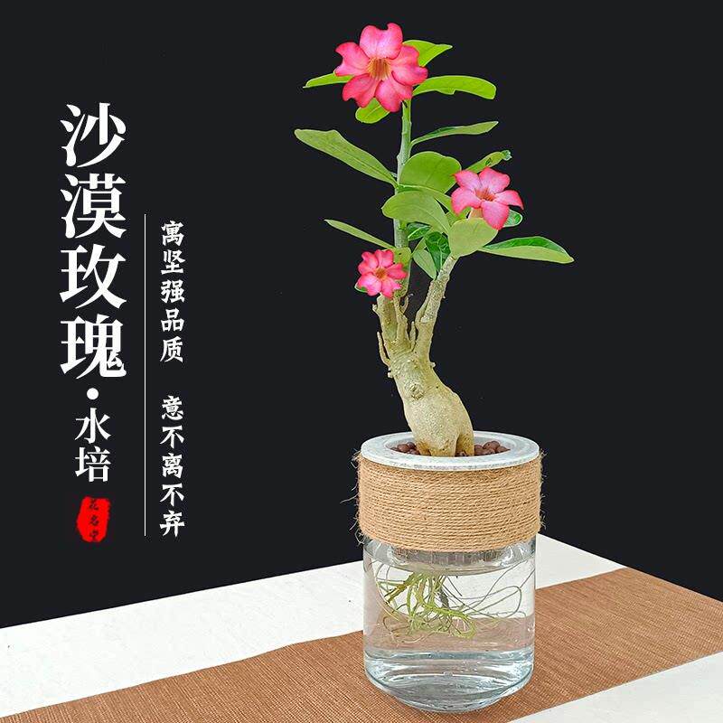 水培沙漠玫瑰小盆栽老桩绿植室内小盆景水培水生植物开花不断花卉
