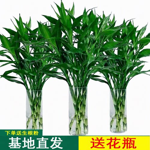 富贵竹水培植物客厅招财绿植花卉