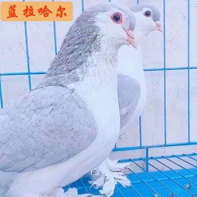 包活包健康观赏鸽拉合尔宠物鸽子蓝色拉合尔鸽子