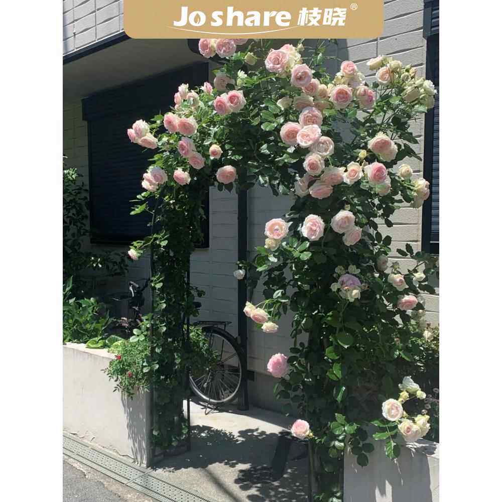 枝晓拱门花架蔷薇花爬藤架月季花爬架藤本紫藤风车茉莉庭院藤架