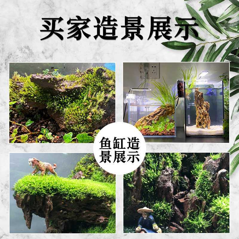 鱼缸造景石松皮石假山石水陆缸盆景鱼池造景装饰天然原生石头水草
