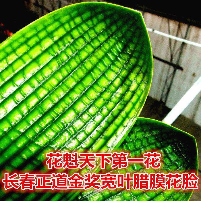 长春新款精品君子兰一花黄体腊膜花脸麻短宽叶珍珠圆虎头盆栽小苗