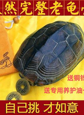天然完整真乌龟壳文玩盘玩手把件风水摇铜钱用龟甲家居客厅摆件