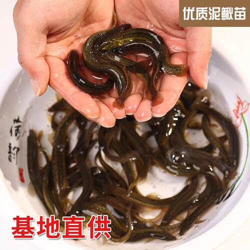 鳅苗喂鲜活养放生钓鱼龙鱼活饵乌龟饲泥料泥养殖淡水鳅GVJ观赏鱼