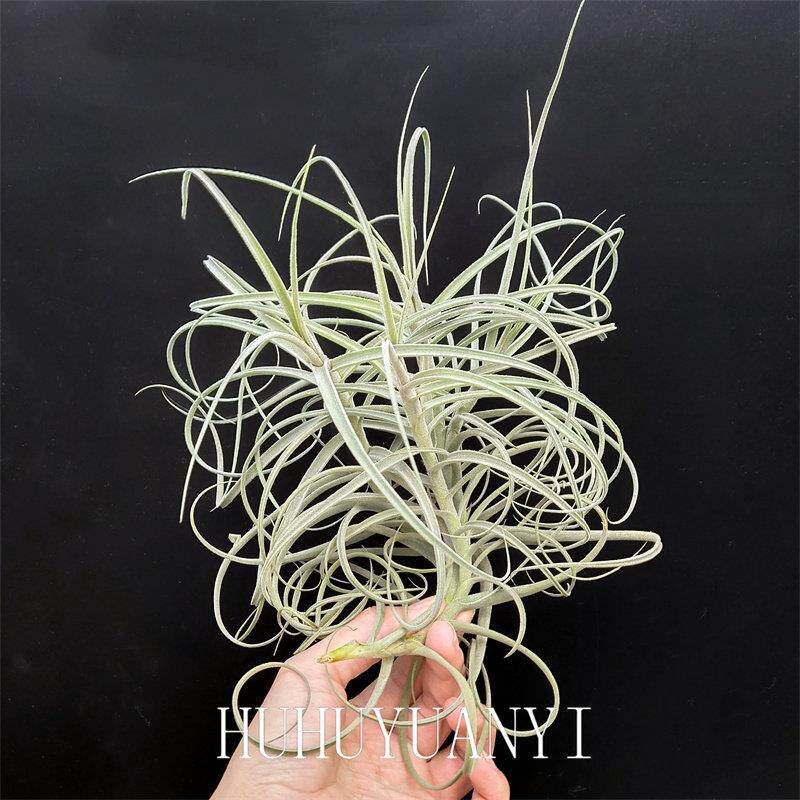 空气凤梨T.Wonga澳洲鸽 松萝猴(蓝花松萝X香花树猴)开紫花有香味