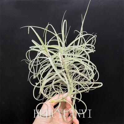 空气凤梨T.Wonga澳洲鸽 松萝猴(蓝花松萝X香花树猴)开紫花有香味