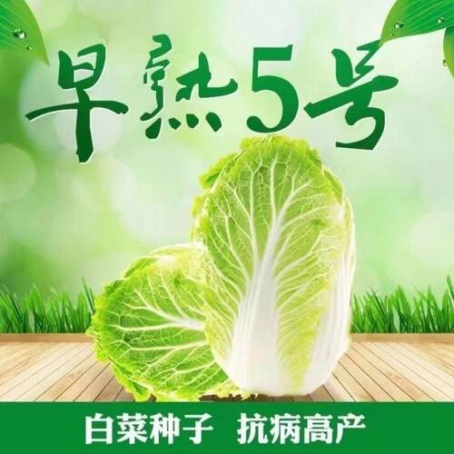 早熟5号白菜种子 五号耐热菜土壤种子耐高温60天白菜包心菜种大全
