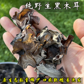 东北野生黑木耳干货纯正天然山货秋木耳特产，凉拌口感软糯大朵500g