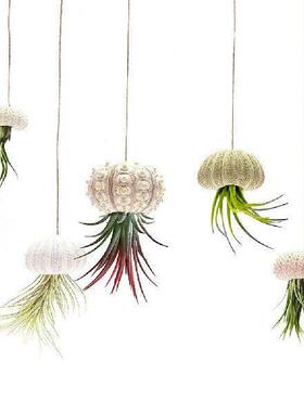 Marine Seashells Coquillage Natural Sea Urchin Air