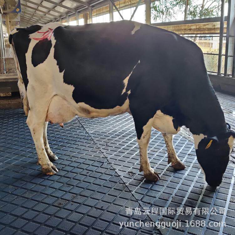 橡胶牛栏垫方块纹条形纹牛场pvc防滑垫