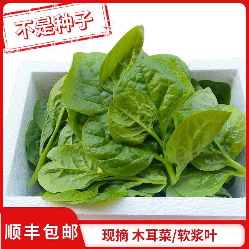 木耳菜新鲜现摘四川软浆叶豆腐菜特产农家自种时令蔬菜软江叶顺丰