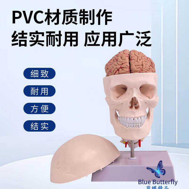 头颅骨模型 头颅骨带颈椎及脑模型 颈动脉 人体头颅脑动脉模型