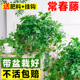 金边常春藤盆栽水培花卉，植物室内垂吊兰，绿植好养常青长青藤