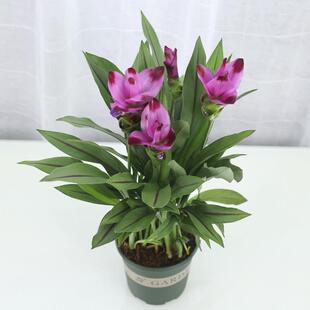 姜荷花盆栽四季开花室内阳台办公桌庭院花卉带花苞发货好养易活