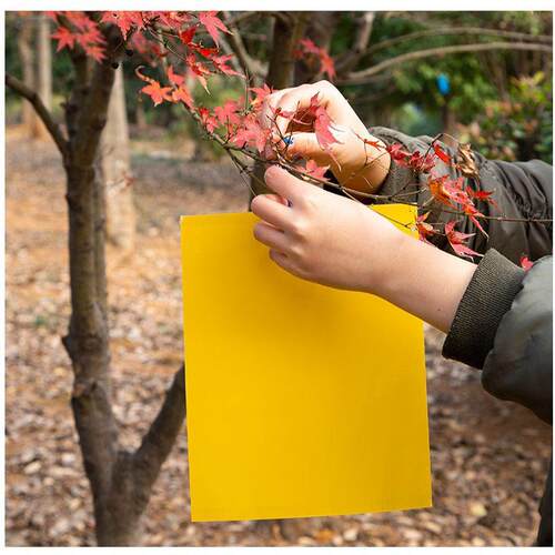 Yellow sticky traps, double-sided insect stickers for catchi