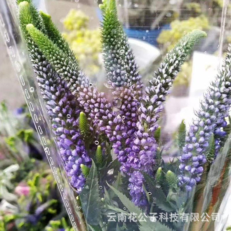 鼠尾 云南昆明鼠尾鲜切花配花配草插手捧花束呈贡斗南花市