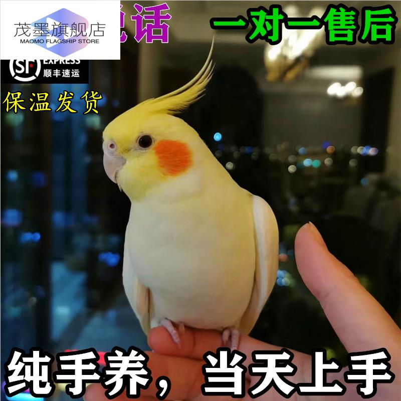 鹦鹉活鸟一公一母纯手养玄凤会学说话宠物原始灰雏鸟黄化幼鸟