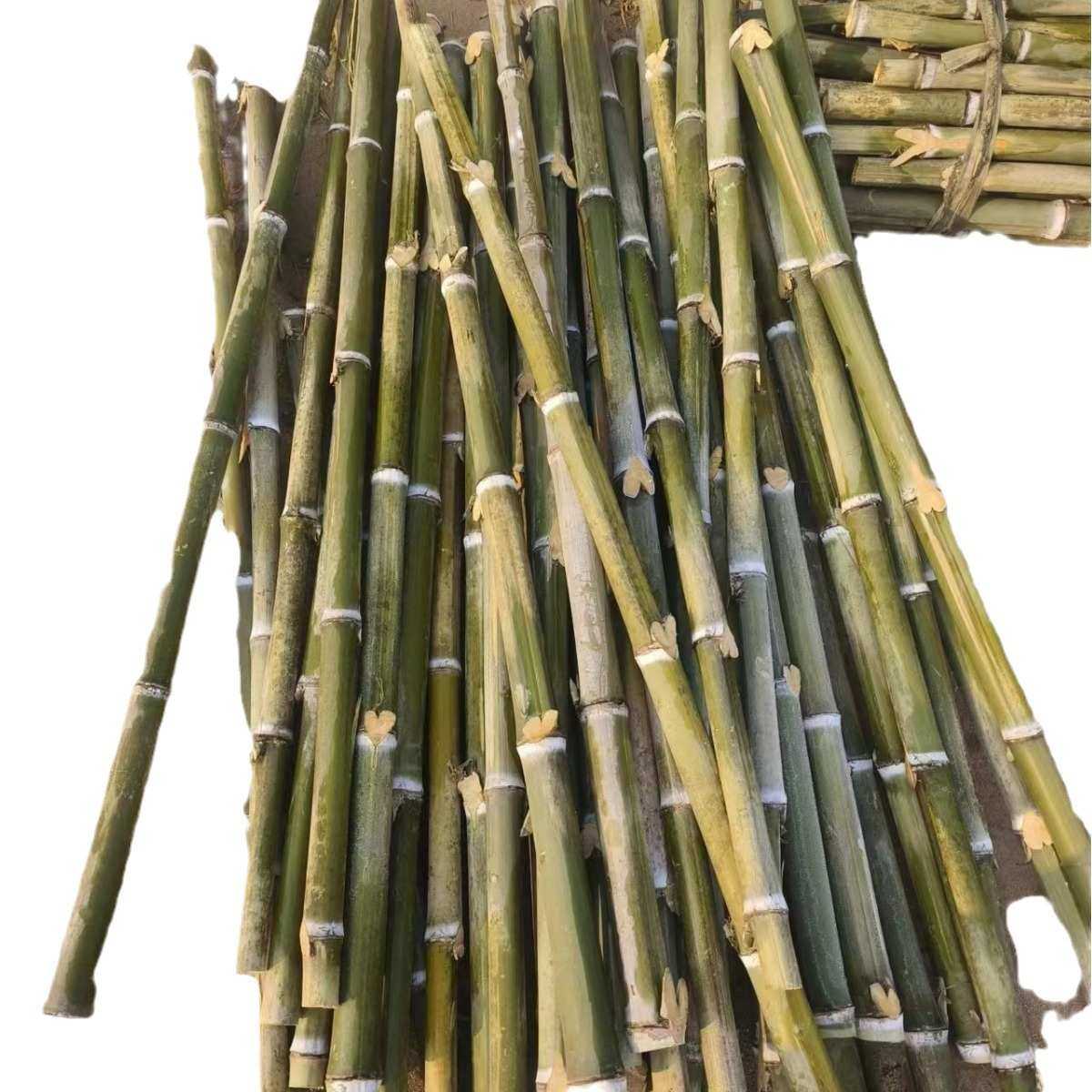 厂家批发竹扫把原材料金枝竹苗环卫学校工厂扫帚条毛竹落叶老枝户,家庭/个人清洁工具,簸箕,淘宝优惠券,粉丝福利购,淘宝优惠卷