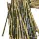 厂家批发竹扫把原材料金枝竹苗环卫学校工厂扫帚条毛竹落叶老枝户