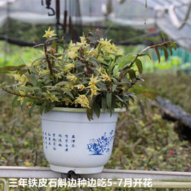 雁荡山铁皮石斛苗红杆软脚驯化苗盆栽庭院阳台兰花花卉可食用