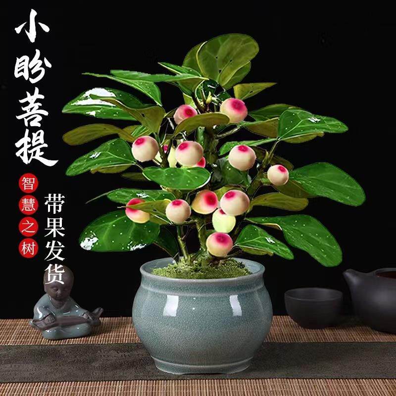菩提树盆栽小盼菩提带果盆景植物四季好养室内盆栽禅意摆件客厅用