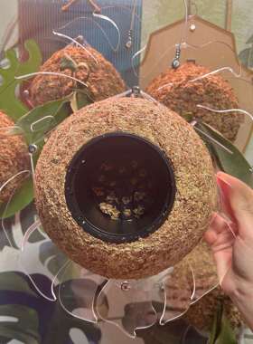 鹿角蕨挂板鹿角蕨亚克力板种植板上板背板定植鹿角龟背竹形Dear鹿