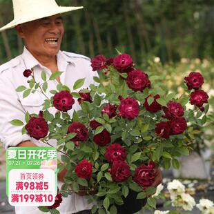 海蒂 花苗葡萄冰山抗病阳台庭院玫瑰花栅栏花卉盆栽植物 花园月季